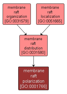 GO:0001766 - membrane raft polarization (interactive image map)