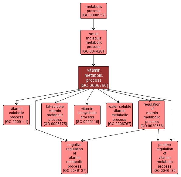 GO:0006766 - vitamin metabolic process (interactive image map)