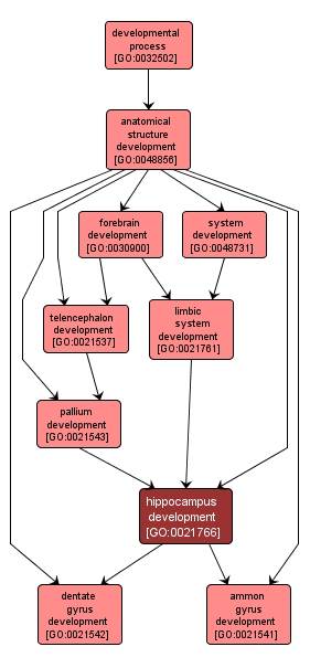 GO:0021766 - hippocampus development (interactive image map)