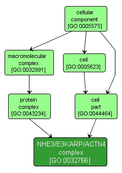 GO:0032766 - NHE3/E3KARP/ACTN4 complex (interactive image map)