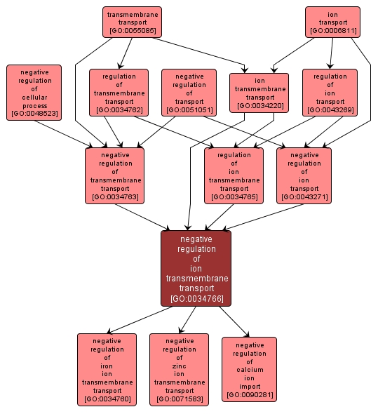GO:0034766 - negative regulation of ion transmembrane transport (interactive image map)