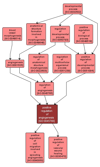GO:0045766 - positive regulation of angiogenesis (interactive image map)