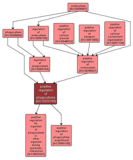 GO:0050766 - positive regulation of phagocytosis (interactive image map)