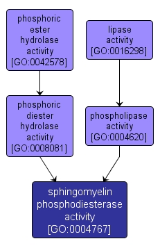 GO:0004767 - sphingomyelin phosphodiesterase activity (interactive image map)