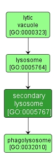 GO:0005767 - secondary lysosome (interactive image map)
