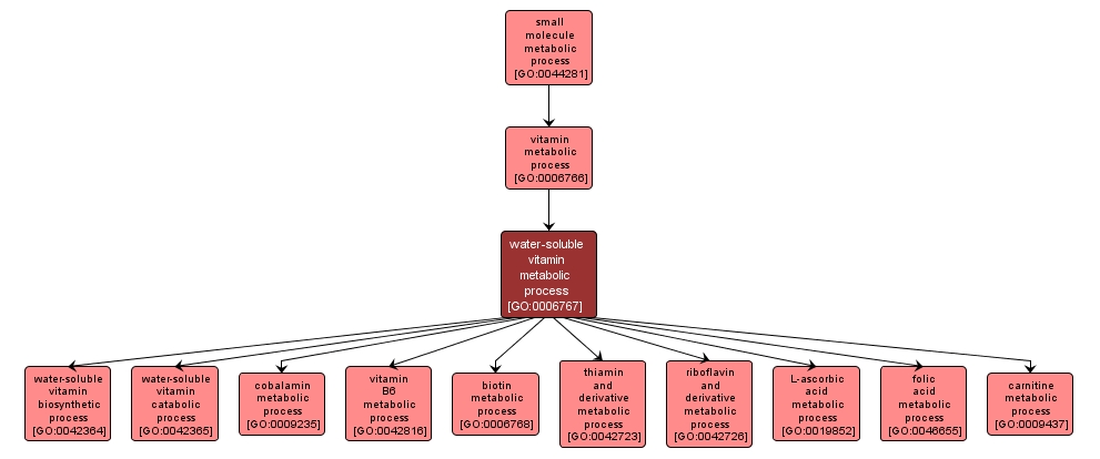 GO:0006767 - water-soluble vitamin metabolic process (interactive image map)