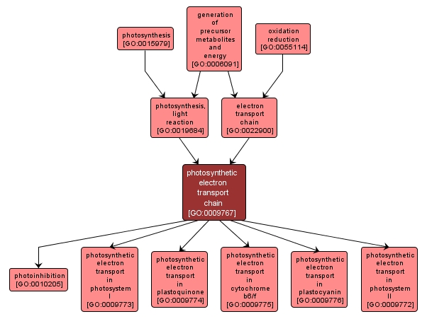 GO:0009767 - photosynthetic electron transport chain (interactive image map)