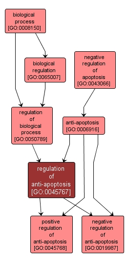 GO:0045767 - regulation of anti-apoptosis (interactive image map)