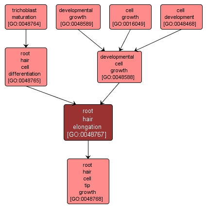 GO:0048767 - root hair elongation (interactive image map)