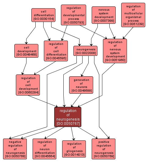 GO:0050767 - regulation of neurogenesis (interactive image map)