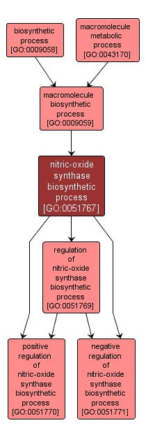 GO:0051767 - nitric-oxide synthase biosynthetic process (interactive image map)