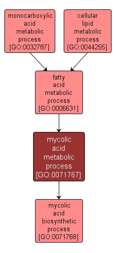 GO:0071767 - mycolic acid metabolic process (interactive image map)