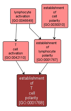GO:0001768 - establishment of T cell polarity (interactive image map)