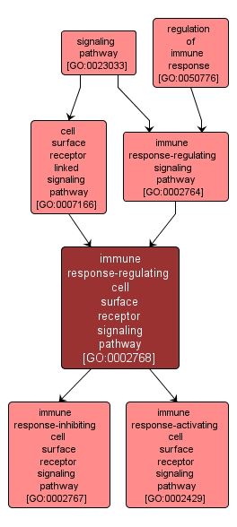 GO:0002768 - immune response-regulating cell surface receptor signaling pathway (interactive image map)
