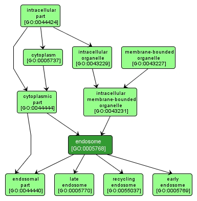 GO:0005768 - endosome (interactive image map)