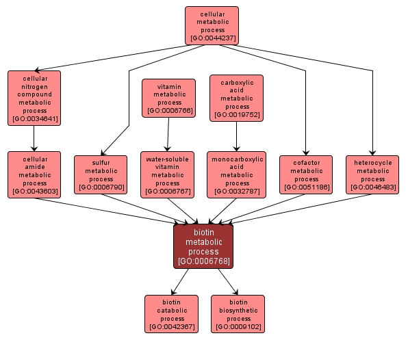 GO:0006768 - biotin metabolic process (interactive image map)