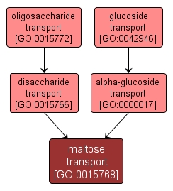 GO:0015768 - maltose transport (interactive image map)
