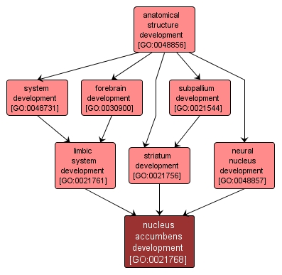 GO:0021768 - nucleus accumbens development (interactive image map)