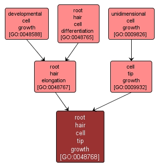 GO:0048768 - root hair cell tip growth (interactive image map)