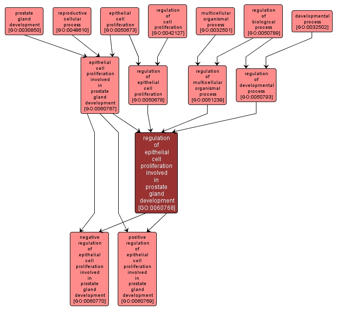 GO:0060768 - regulation of epithelial cell proliferation involved in prostate gland development (interactive image map)