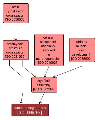 GO:0048769 - sarcomerogenesis (interactive image map)