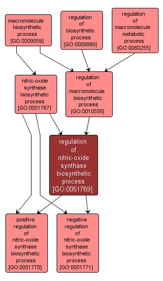 GO:0051769 - regulation of nitric-oxide synthase biosynthetic process (interactive image map)