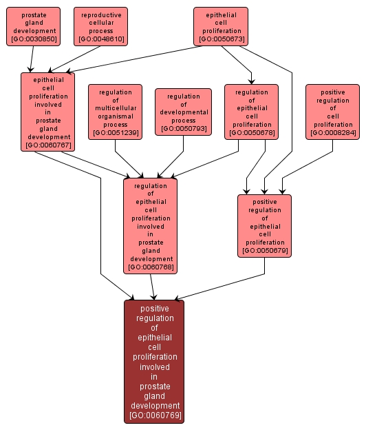 GO:0060769 - positive regulation of epithelial cell proliferation involved in prostate gland development (interactive image map)