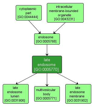 GO:0005770 - late endosome (interactive image map)