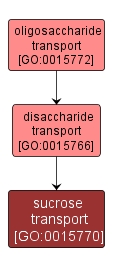 GO:0015770 - sucrose transport (interactive image map)
