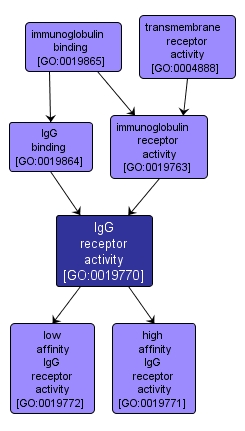 GO:0019770 - IgG receptor activity (interactive image map)
