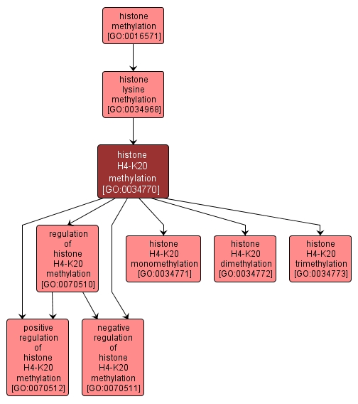 GO:0034770 - histone H4-K20 methylation (interactive image map)