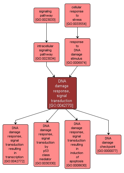GO:0042770 - DNA damage response, signal transduction (interactive image map)