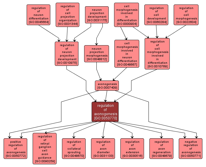 GO:0050770 - regulation of axonogenesis (interactive image map)