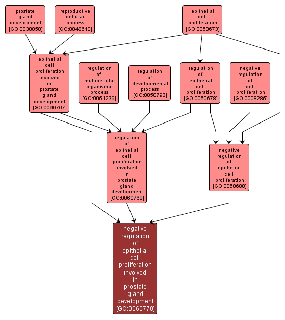 GO:0060770 - negative regulation of epithelial cell proliferation involved in prostate gland development (interactive image map)