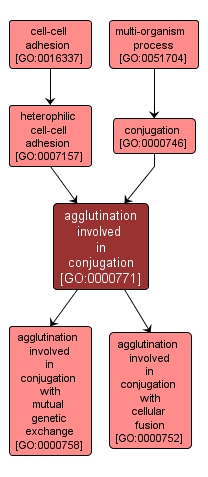 GO:0000771 - agglutination involved in conjugation (interactive image map)