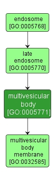 GO:0005771 - multivesicular body (interactive image map)