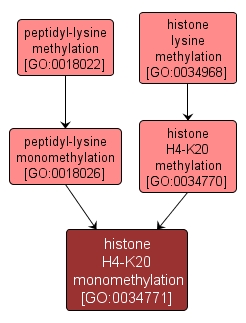 GO:0034771 - histone H4-K20 monomethylation (interactive image map)