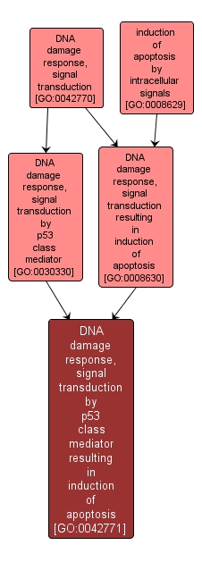GO:0042771 - DNA damage response, signal transduction by p53 class mediator resulting in induction of apoptosis (interactive image map)