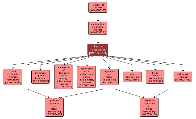 GO:0048771 - tissue remodeling (interactive image map)