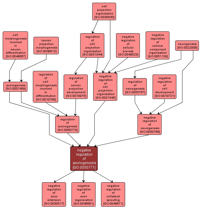 GO:0050771 - negative regulation of axonogenesis (interactive image map)