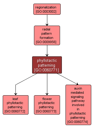 GO:0060771 - phyllotactic patterning (interactive image map)