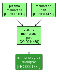GO:0001772 - immunological synapse (interactive image map)