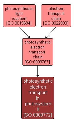 GO:0009772 - photosynthetic electron transport in photosystem II (interactive image map)
