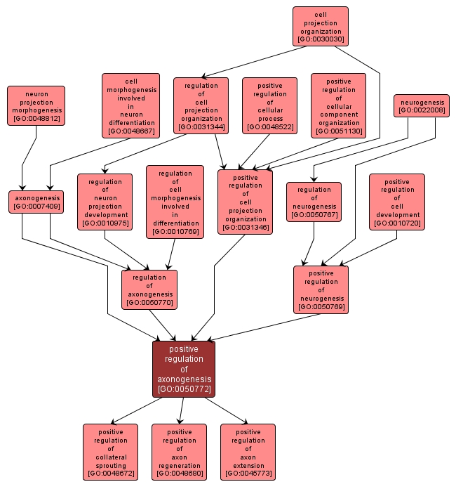 GO:0050772 - positive regulation of axonogenesis (interactive image map)