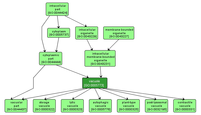 GO:0005773 - vacuole (interactive image map)