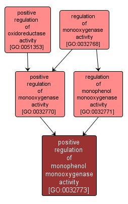 GO:0032773 - positive regulation of monophenol monooxygenase activity (interactive image map)