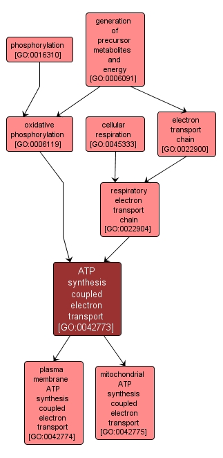 GO:0042773 - ATP synthesis coupled electron transport (interactive image map)