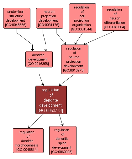 GO:0050773 - regulation of dendrite development (interactive image map)
