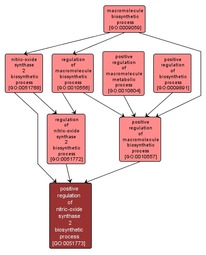 GO:0051773 - positive regulation of nitric-oxide synthase 2 biosynthetic process (interactive image map)