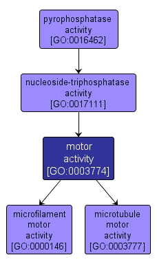 GO:0003774 - motor activity (interactive image map)